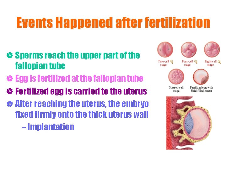 Events Happened after fertilization | Sperms reach the upper part of the fallopian tube