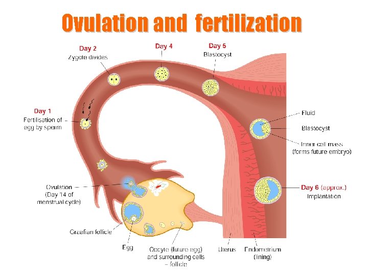 Ovulation and fertilization 