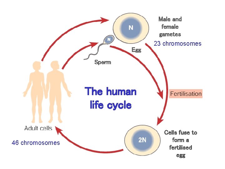 Male and female gametes Egg 23 chromosomes Sperm The human life cycle 46 chromosomes