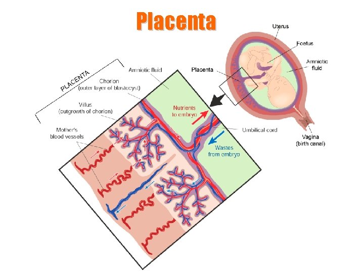 Placenta 