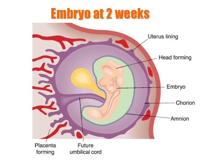 Embryo at 2 weeks 
