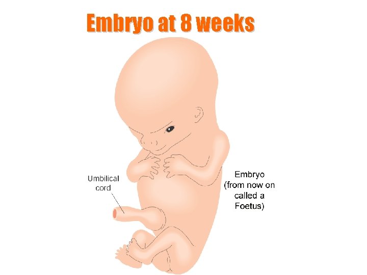 Embryo at 8 weeks 