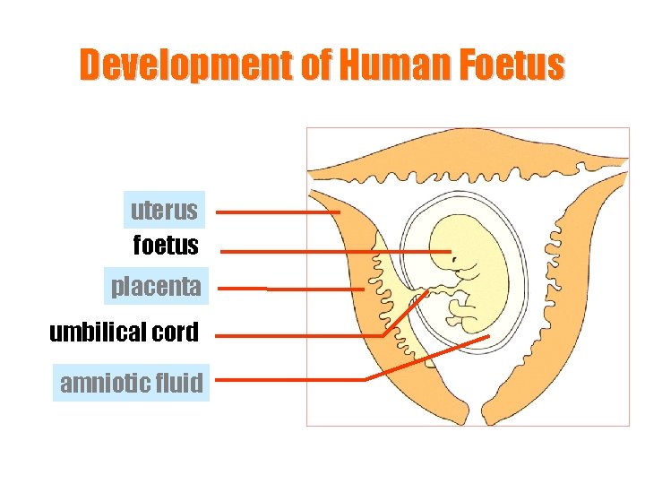 Development of Human Foetus uterus foetus placenta umbilical cord amniotic fluid 