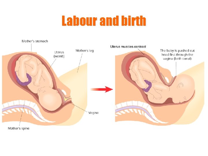 Labour and birth 