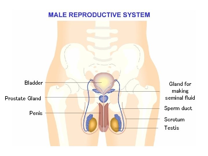 Bladder Prostate Gland Penis Gland for making seminal fluid Sperm duct Scrotum Testis 