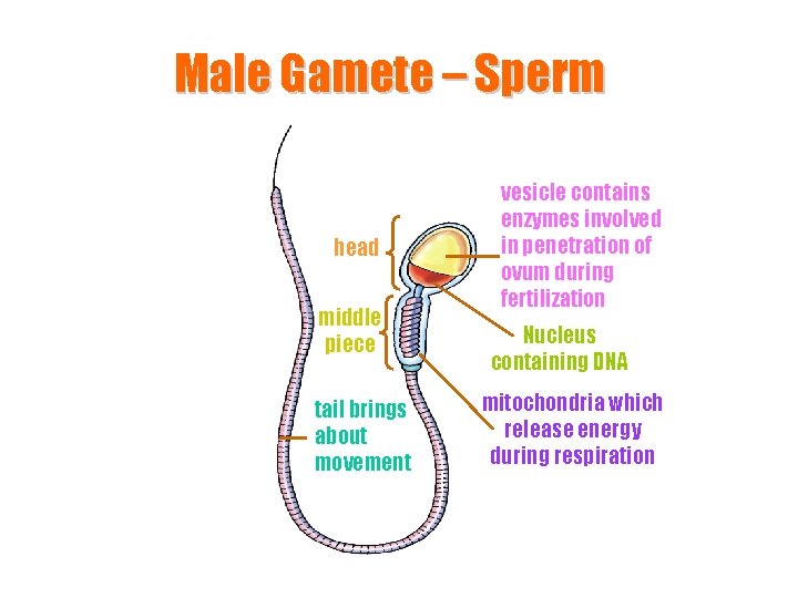 Male Gamete – Sperm head middle piece tail brings about movement vesicle contains enzymes
