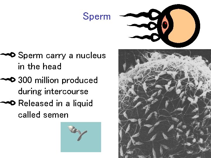 Sperm carry a nucleus in the head 300 million produced during intercourse Released in