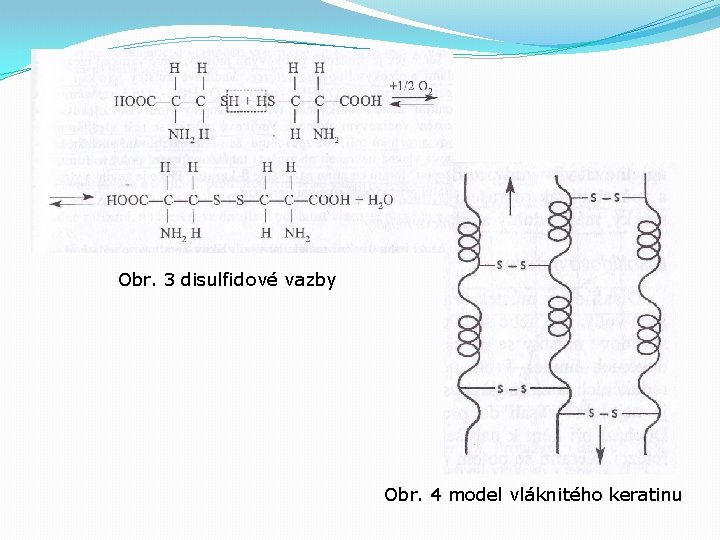 Obr. 3 disulfidové vazby Obr. 4 model vláknitého keratinu 