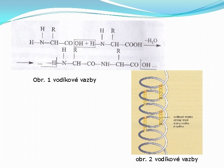 Obr. 1 vodíkové vazby obr. 2 vodíkové vazby 