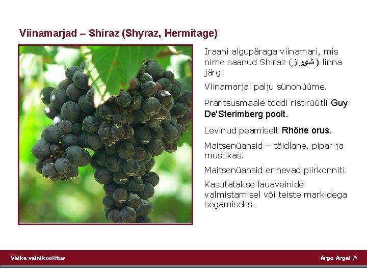 Viinamarjad – Shiraz (Shyraz, Hermitage) Iraani algupäraga viinamari, mis nime saanud Shiraz ( )