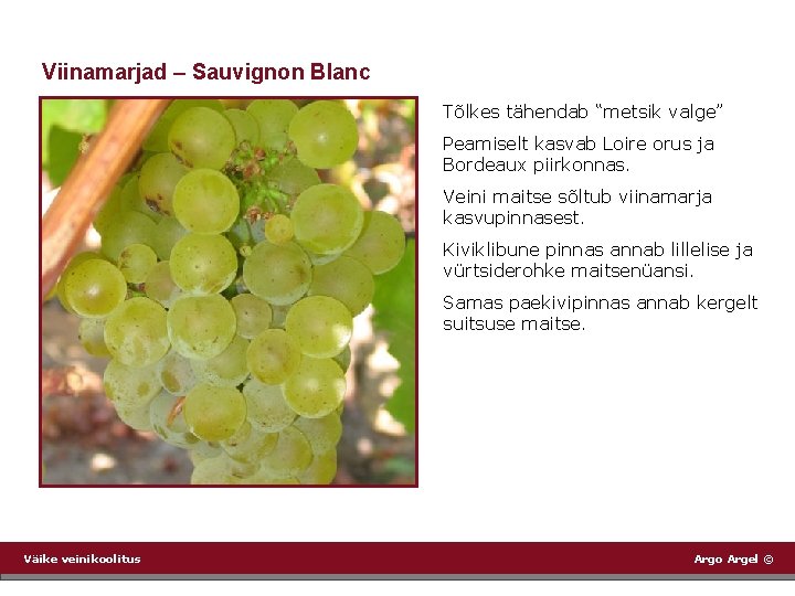 Viinamarjad – Sauvignon Blanc Tõlkes tähendab “metsik valge” Peamiselt kasvab Loire orus ja Bordeaux