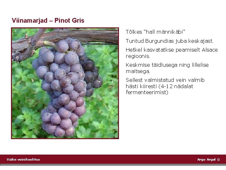 Viinamarjad – Pinot Gris Tõlkes “hall männikäbi” Tuntud Burgundias juba keskajast. Hetkel kasvatatkse peamiselt
