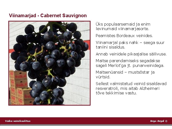 Viinamarjad - Cabernet Sauvignon Üks populaarsemaid ja enim levinumaid viinamarjasorte. Peamistes Bordeaux veinides. Viinamarjal