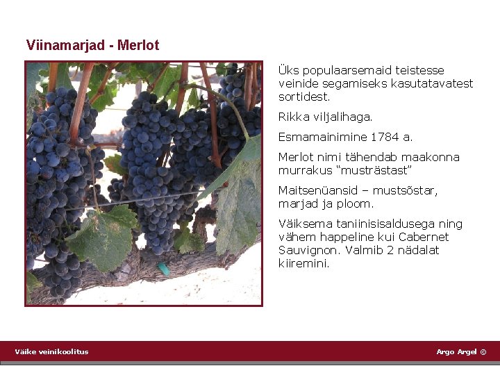 Viinamarjad - Merlot Üks populaarsemaid teistesse veinide segamiseks kasutatavatest sortidest. Rikka viljalihaga. Esmamainimine 1784