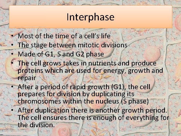 Interphase Most of the time of a cell’s life The stage between mitotic divisions
