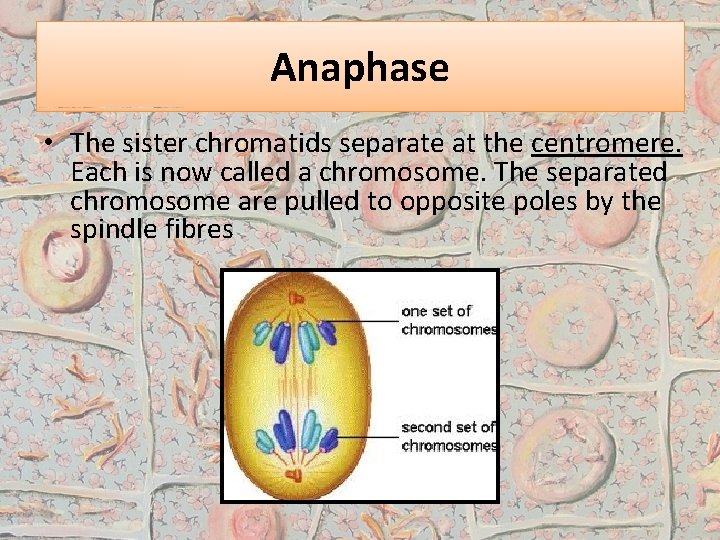 Anaphase • The sister chromatids separate at the centromere. Each is now called a