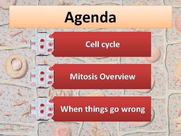 Agenda Cell cycle Mitosis Overview When things go wrong 