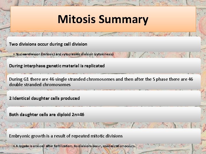 Mitosis Summary Two divisions occur during cell division • Nuclear division (mitosis) and cytoplasmic