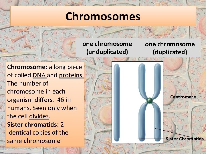 Chromosomes one chromosome (unduplicated) Chromosome: a long piece of coiled DNA and proteins. The