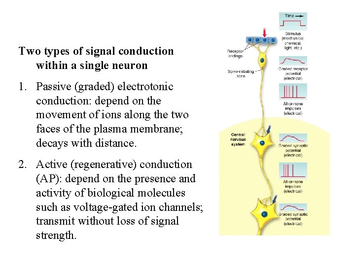 Two types of signal conduction within a single neuron 1. Passive (graded) electrotonic conduction: