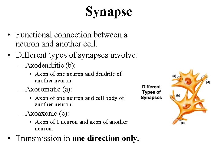Synapse • Functional connection between a neuron and another cell. • Different types of