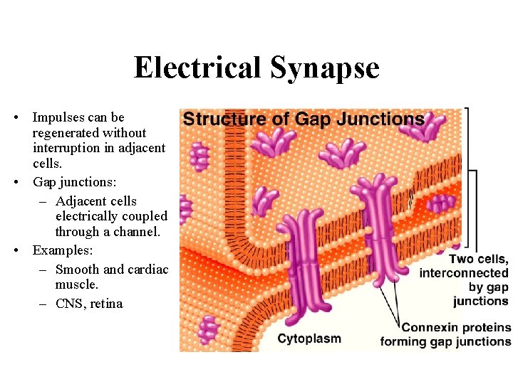 Electrical Synapse • Impulses can be regenerated without interruption in adjacent cells. • Gap