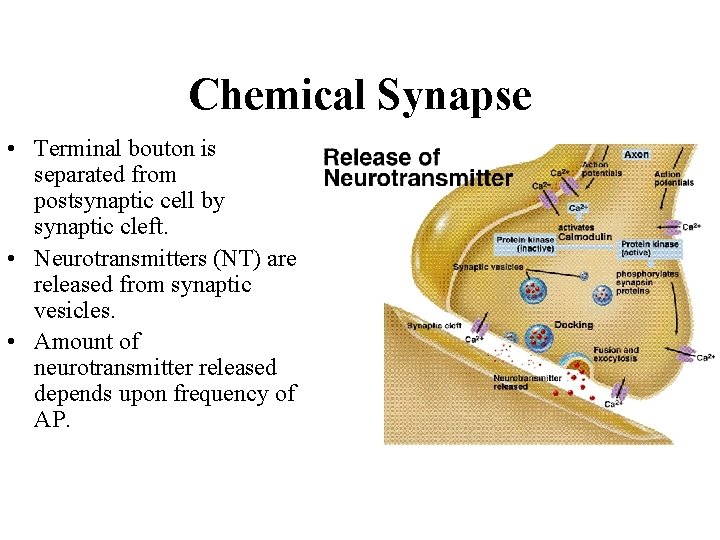 Chemical Synapse • Terminal bouton is separated from postsynaptic cell by synaptic cleft. •