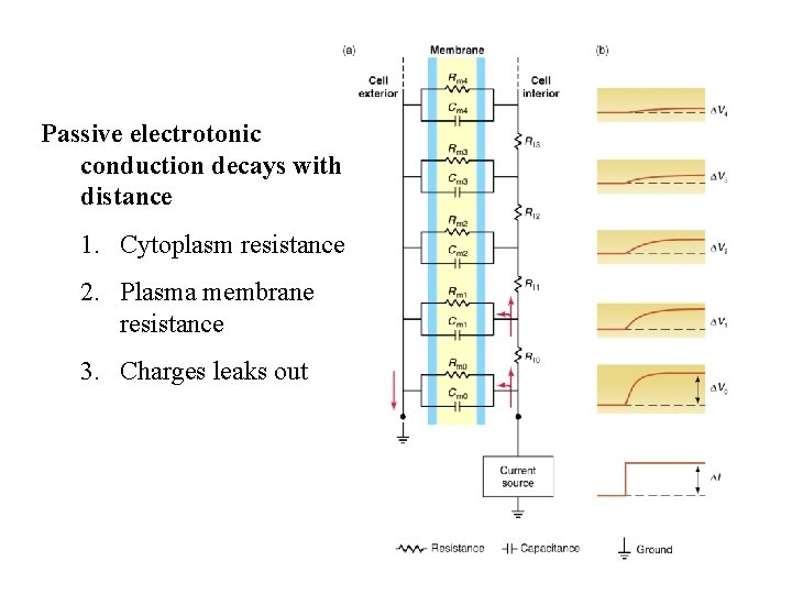 Passive electrotonic conduction decays with distance 1. Cytoplasm resistance 2. Plasma membrane resistance 3.