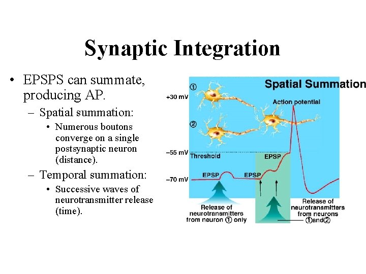 Synaptic Integration • EPSPS can summate, producing AP. – Spatial summation: • Numerous boutons