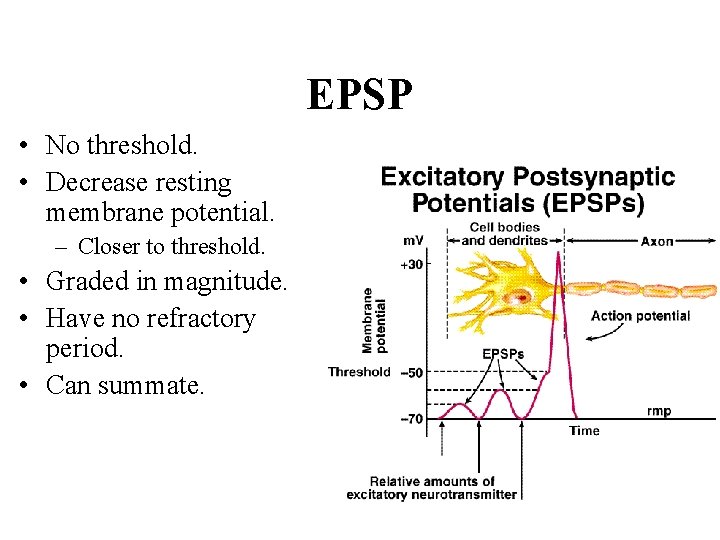 EPSP • No threshold. • Decrease resting membrane potential. – Closer to threshold. •