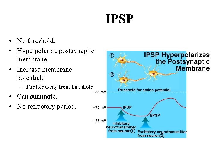 IPSP • No threshold. • Hyperpolarize postsynaptic membrane. • Increase membrane potential: – Further