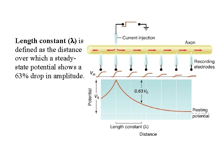 Length constant ( ) is defined as the distance over which a steadystate potential
