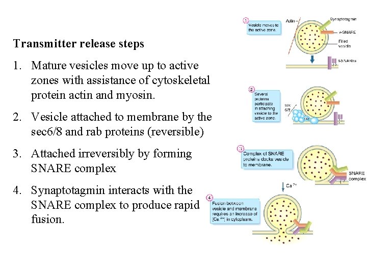 Transmitter release steps 1. Mature vesicles move up to active zones with assistance of