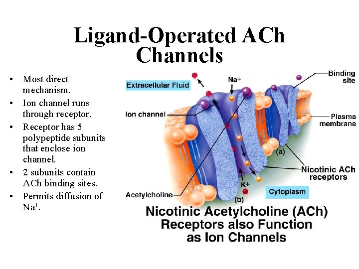 Ligand-Operated ACh Channels • Most direct mechanism. • Ion channel runs through receptor. •