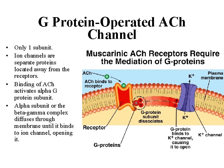 G Protein-Operated ACh Channel • Only 1 subunit. • Ion channels are separate proteins