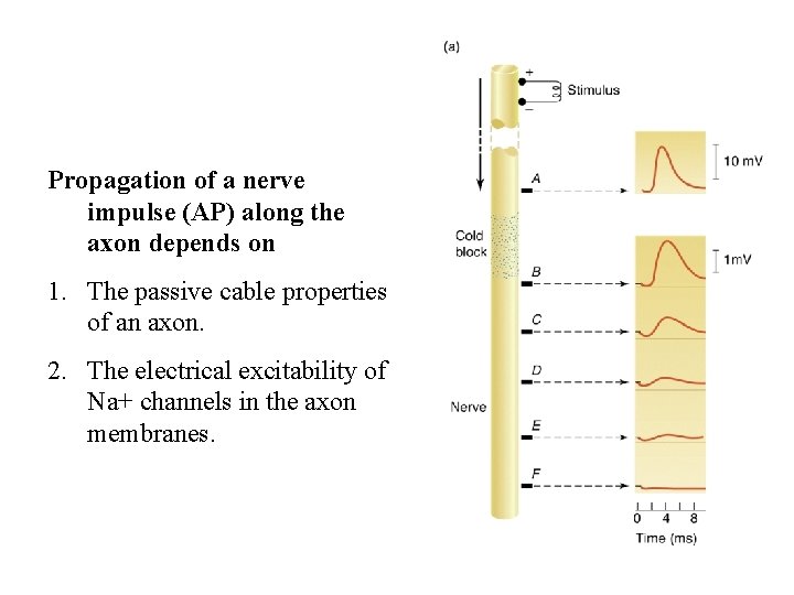 Propagation of a nerve impulse (AP) along the axon depends on 1. The passive