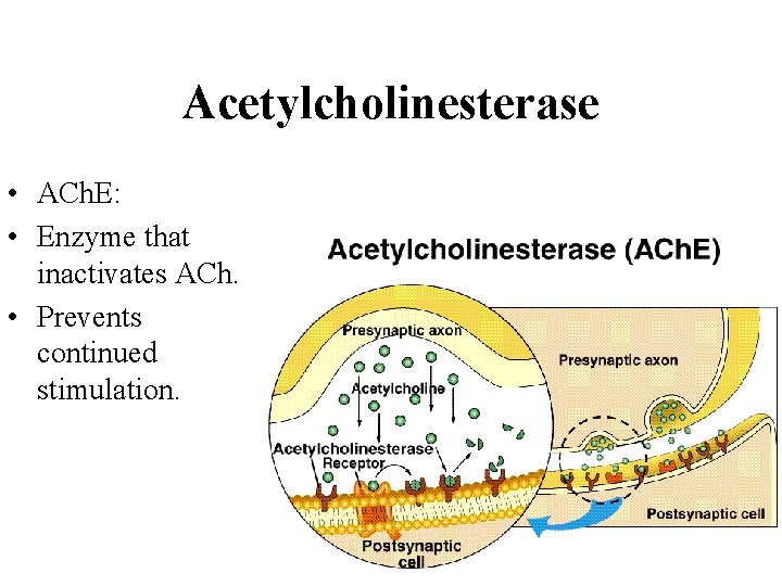 Acetylcholinesterase • ACh. E: • Enzyme that inactivates ACh. • Prevents continued stimulation. 