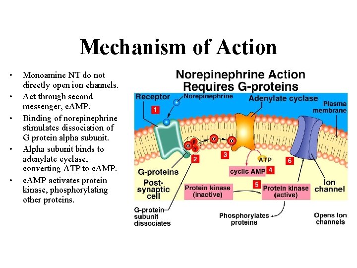Mechanism of Action • • • Monoamine NT do not directly open ion channels.