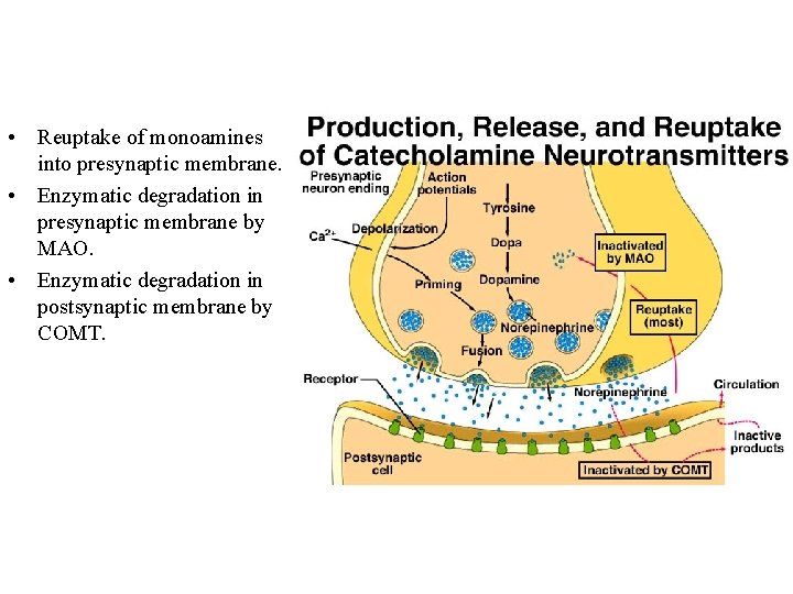  • Reuptake of monoamines into presynaptic membrane. • Enzymatic degradation in presynaptic membrane