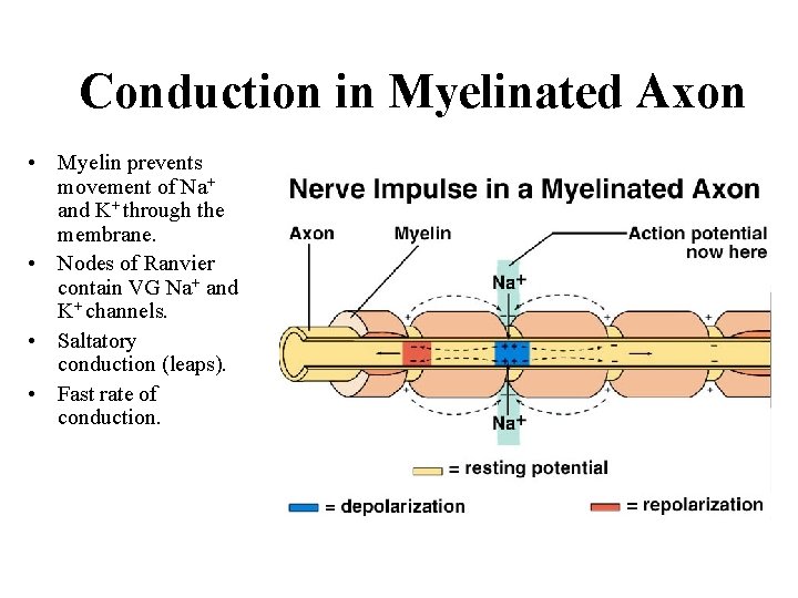 Conduction in Myelinated Axon • Myelin prevents movement of Na+ and K+ through the