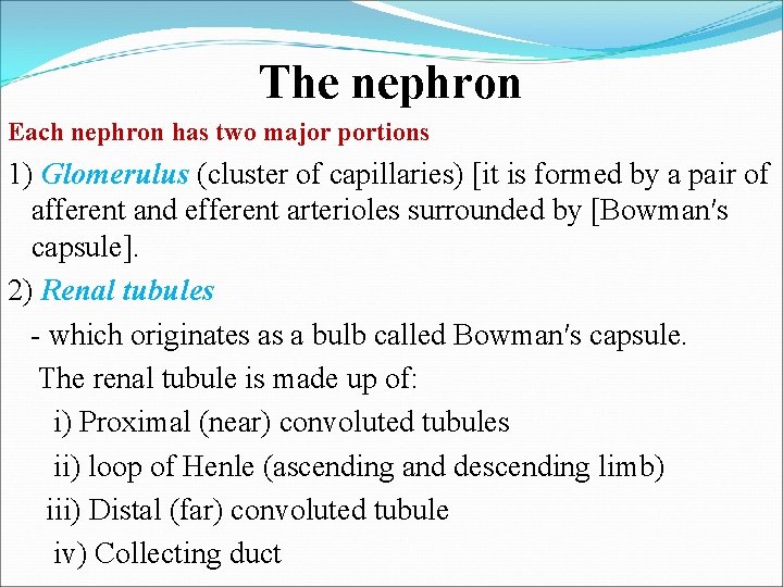 The nephron Each nephron has two major portions 1) Glomerulus (cluster of capillaries) [it