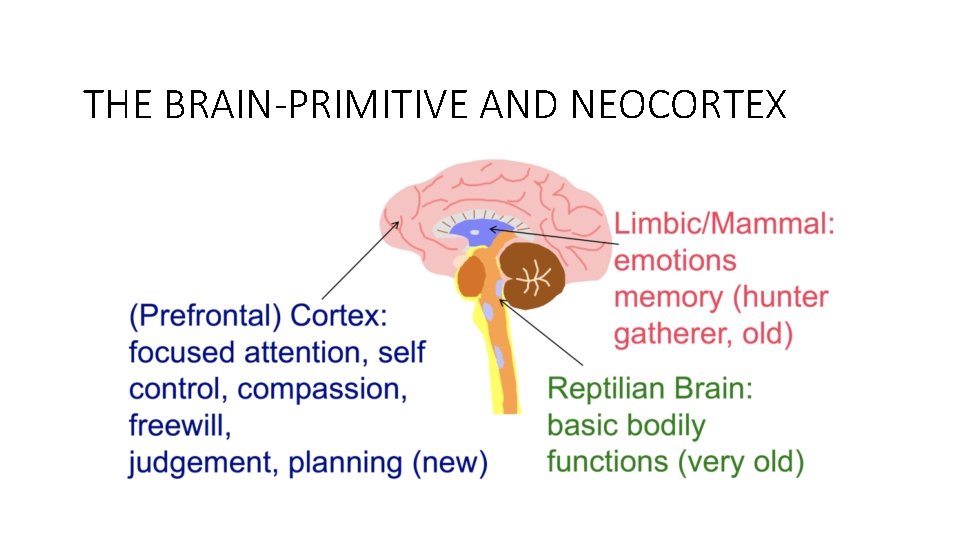 THE BRAIN-PRIMITIVE AND NEOCORTEX THE BRAIN-PRIMITIVE AND NEOCORTEX