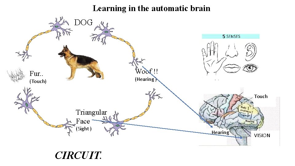 Learning in the automatic brain DOG Woof !! Fur. . (Hearing ) (Touch) Touch Learning in the automatic brain DOG Woof !! Fur. . (Hearing ) (Touch) Touch