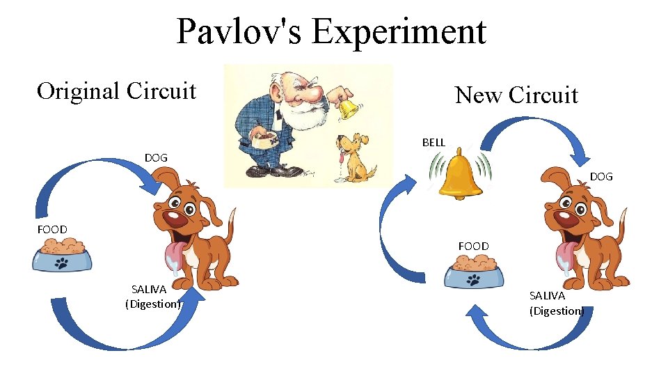 Pavlov's Experiment Original Circuit New Circuit BELL DOG FOOD SALIVA (Digestion) Pavlov's Experiment Original Circuit New Circuit BELL DOG FOOD SALIVA (Digestion)