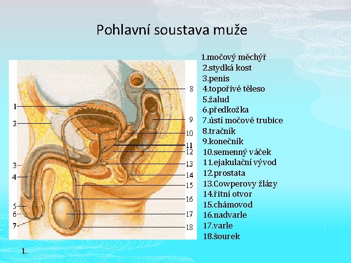 Pohlavní soustava muže 1. močový měchýř 2. stydká kost 3. penis 4. topořivé těleso