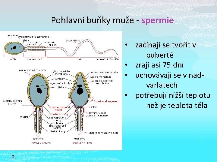 Pohlavní buňky muže - spermie • začínají se tvořit v pubertě • zrají asi