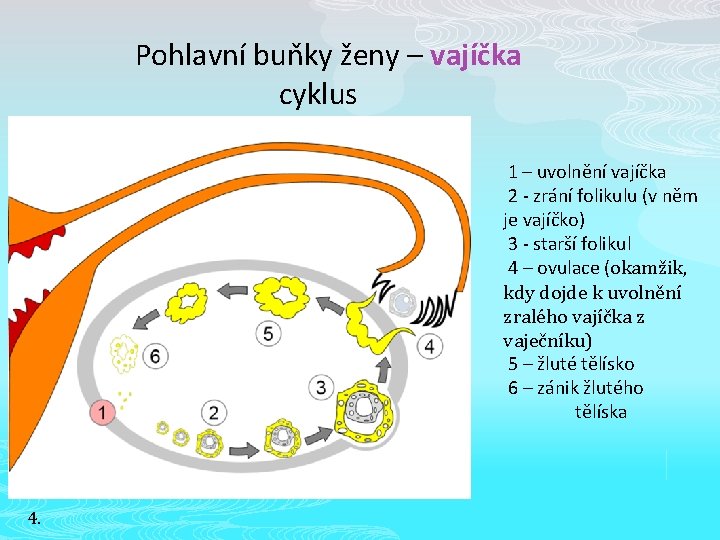 Pohlavní buňky ženy – vajíčka cyklus 1 – uvolnění vajíčka 2 - zrání folikulu