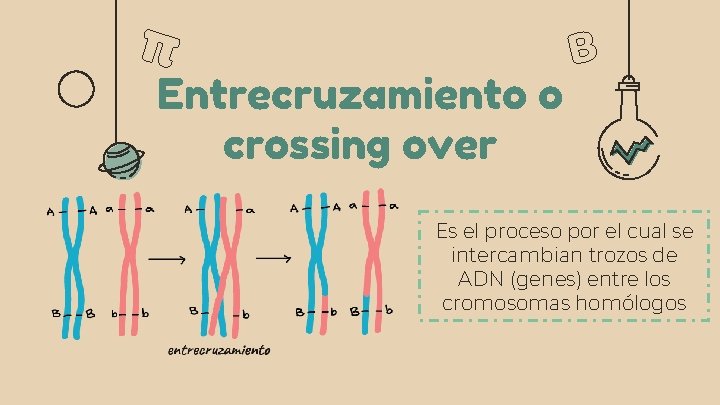 Entrecruzamiento o crossing over Es el proceso por el cual se intercambian trozos de