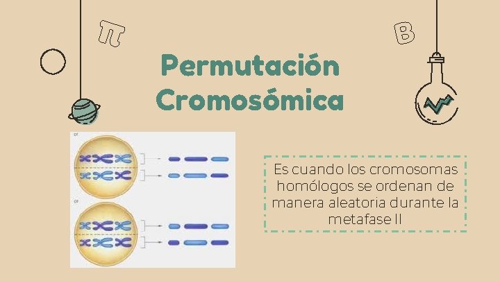 Permutación Cromosómica Es cuando los cromosomas homólogos se ordenan de manera aleatoria durante la