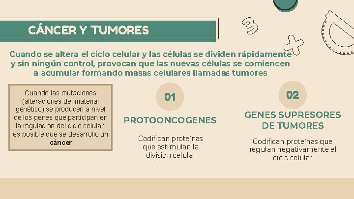 CÁNCER Y TUMORES Cuando se altera el ciclo celular y las células se dividen